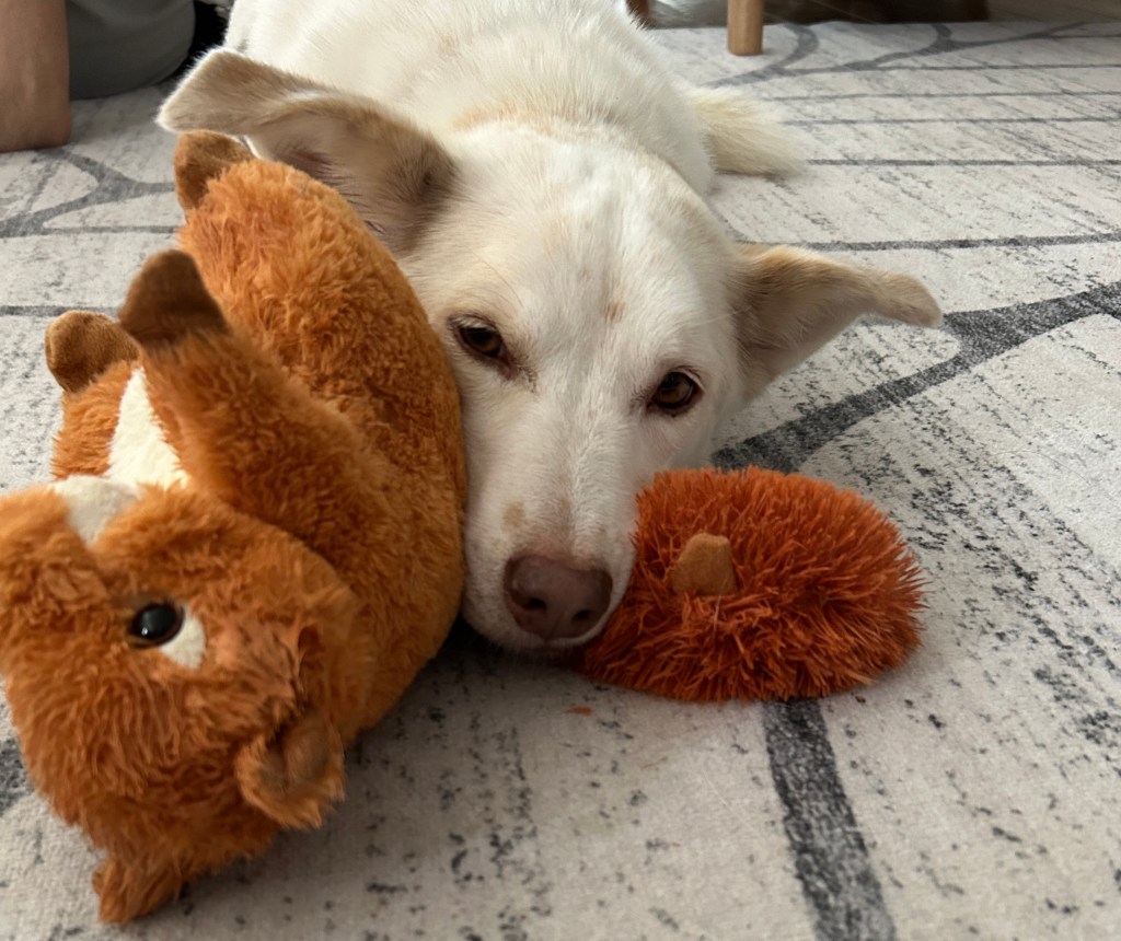 A white dog with brown, half-pricked ears is lying on a gray-and-white rug with her snout on a stuffed squirrel toy.